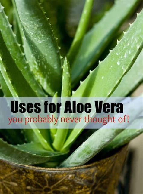 10 Uses for Aloe Vera Gel You Probably Never Thought Of