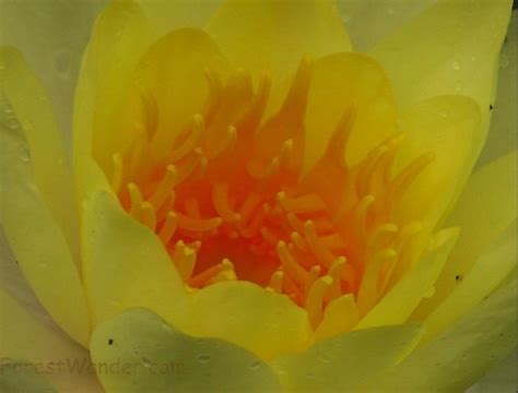 Yellow Water Lily | Flowers| Free Nature Pictures by ForestWander ...