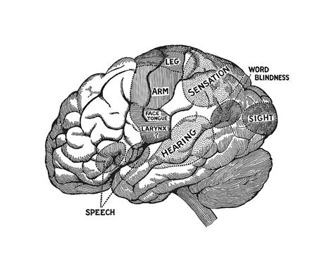 Human Brain Diagram Drawing By Csa Images Pixels