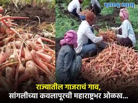 Carrot Village In Sangli