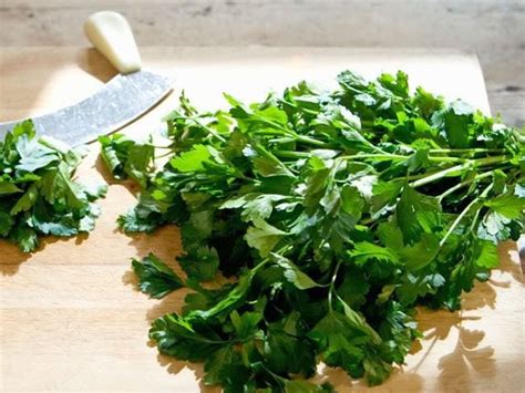 250 Leisure Cilantro Coriander Coriandrum Sativum Herb Vegetable