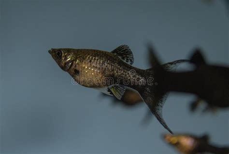 Fish Black Molly Swimming in Freshwater Exotic Aquarium. Stock Image ...