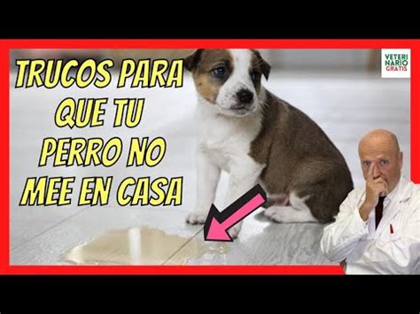 Como Evitar Que Mi Perro Se Orine En La Casa Peregrino Avendano