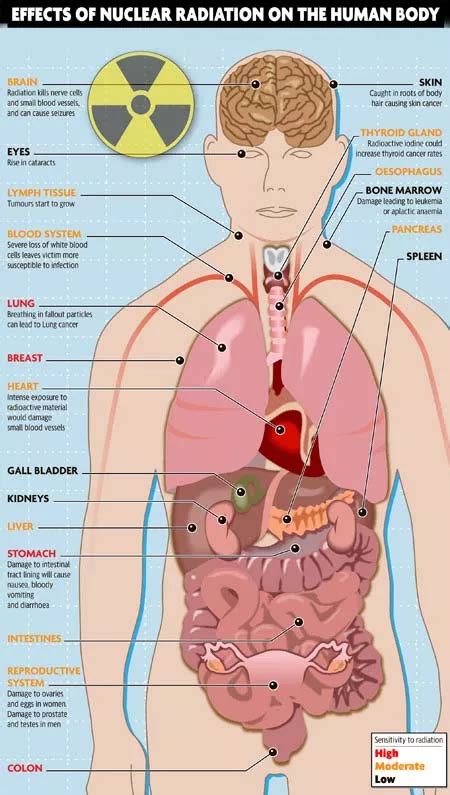 Japan Nuclear Crisis How Radiation Can Affect The Human Body Graphic Mirror Online