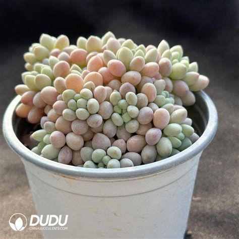 Pachyphytum Caviar Clustering China Wholesale Succulent Plants