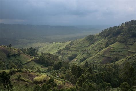 El Bosque Tropical De La Cuenca Del Congo Un Pulm N Vital Apenas Protegido