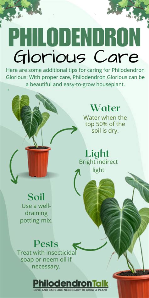 Heartleaf Philodendron Plant Care A Simple Guide For Healthy Growth