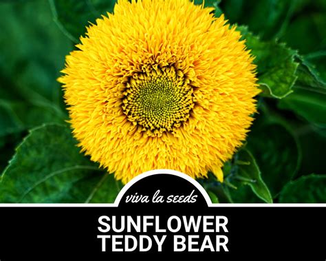 Sunflower Teddy Bear Dwarf Sungold Seeds Culinary Medicinal Easy