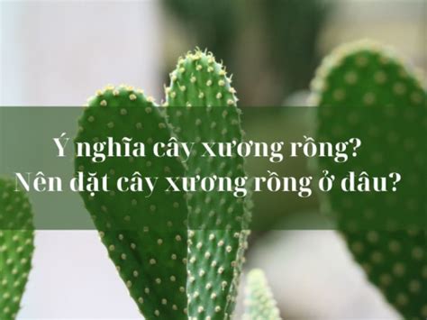 Ý Nghĩa Cây Xương Rồng Nên Đặt Cây Xương Rồng Ở Đâu