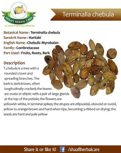 Benefits Of Terminalia Chebula Chebulic Myrobalan Haritaki