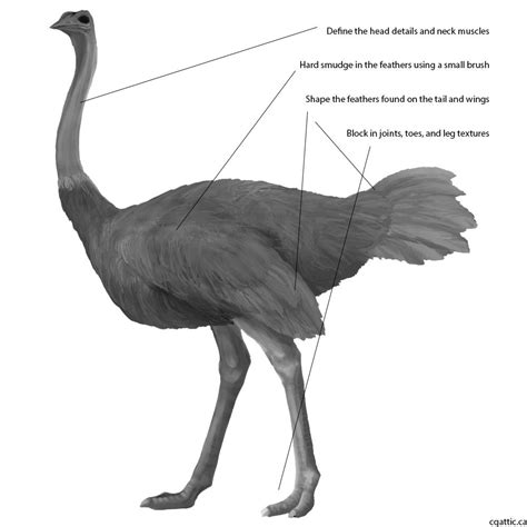 How To Draw An Ostrich In 4 Steps With Photoshop Drawings Computer