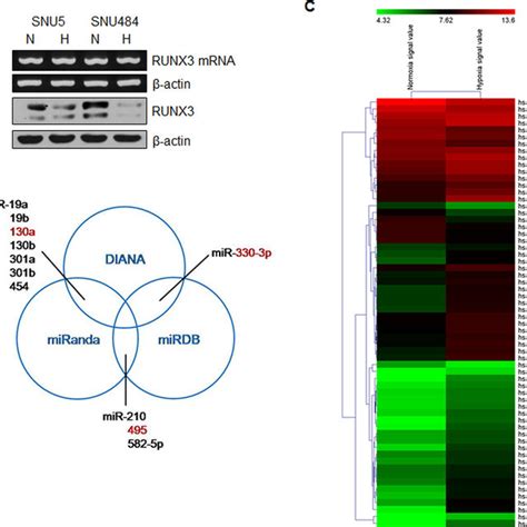 Mir 130a And Mir 495 Directly Target 3′ Utr Of Runx3 Mrna A Schematic Download Scientific