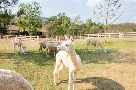 Premium Photo | Alpaca wool white standing and group