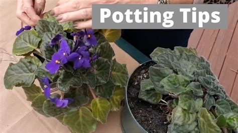 When Why How To Repot African Violets Youtube