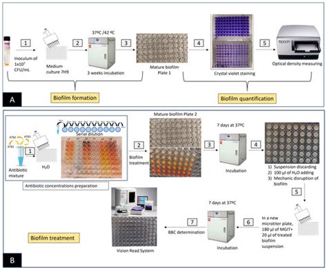 Antibiotics Free Full Text In Vitro Effect Of Three Antibiotic