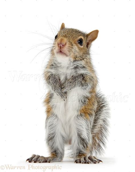 Young Grey Squirrel standing up photo WP33617