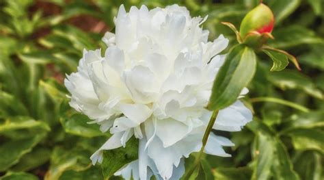 21 variedades de peonías blancas para tu jardín de flores