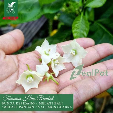 Jual Tanaman Rambat Melati Pandan Bunga Kesidang Bali Vallaris