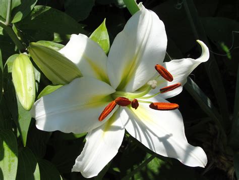 Kostenlose Foto Lilium Candidum Madonna Lilie Blume Lilie Weiß