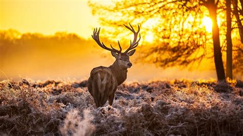 Deer Field Wallpapers Wallpaper Cave