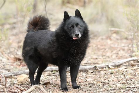 schipperke pictures  informations dog breedscom