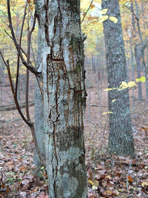 Chestnut Blight Mushrooms Of Southeastern Pennsylvania