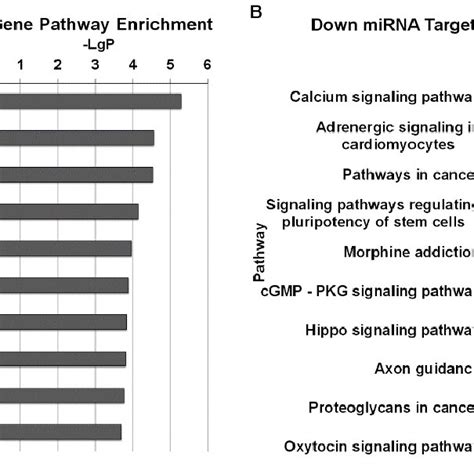 Pathway Analysis Of Target Mrna Of Differentially Expressed Microrna