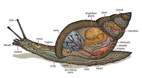 Biology Of Snails Pdf