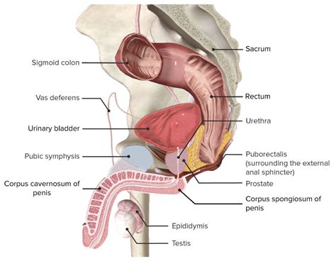 Male Anatomy Between Anus And Scrotum At Horace Gant Blog