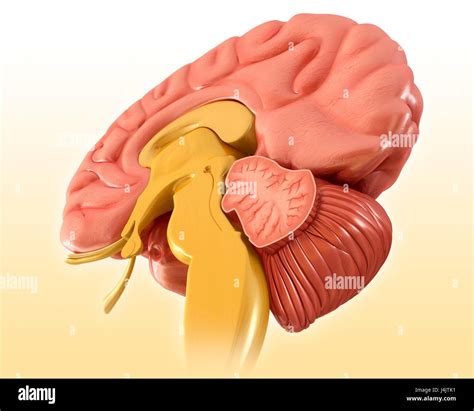 Illustration Of A Sagittal Mid Section Of The Human Brain Stock Photo