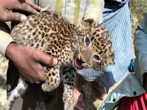 The Leopard Cub Injured In Katarniaghat Sanctuary Did Not Find Shelter