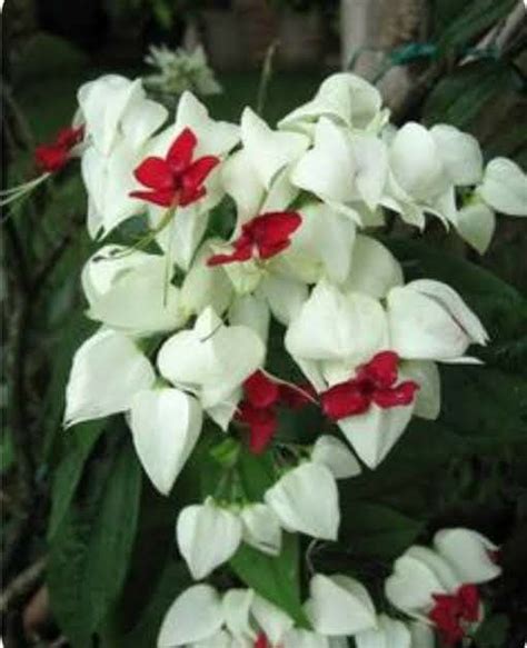 Boa Noite H Nomes De Flores Que Nos Remetem A Coisas Agrad Veis Como