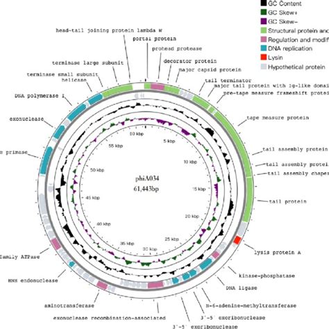 Genome Map Of The Phage PhiA034 The Genome Size Is 61 443 Base Pairs