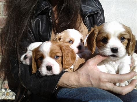 Cavalier King Charles Spaniel Puppies For Sale | Rancho Cordova, CA #269136