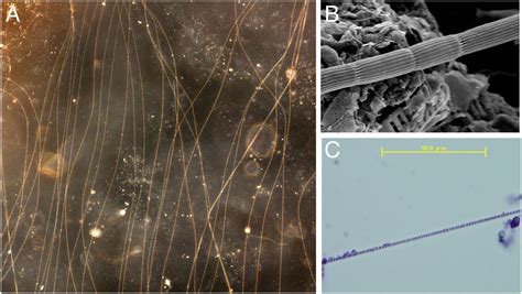 Cable Bacteria Living Electrical Conduits In The Microbial World PNAS