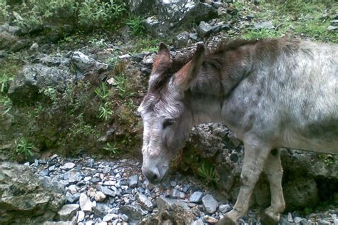 Creta Tour De Senderismo Por La Garganta De Samaria Getyourguide