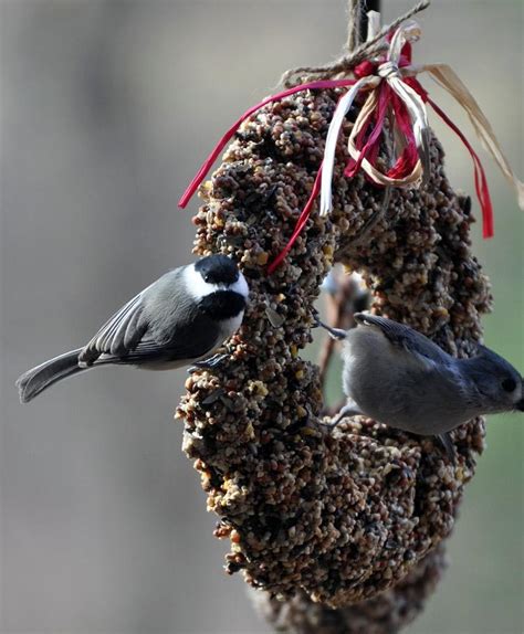 Bird Seed Wreaths Made With Gelatin | Birdcage Design Ideas