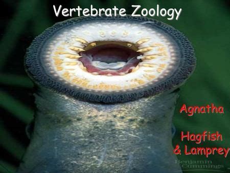 Lampreys and Hagfishes - ppt download | Lamprey, Vertebrates, Zoology