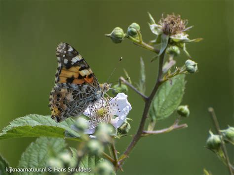 Distelvlinder Vanessa Cardui Jsm Johannes Smulders Flickr