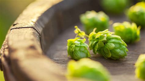 Alphaklausel für Hopfen richtig angewendet