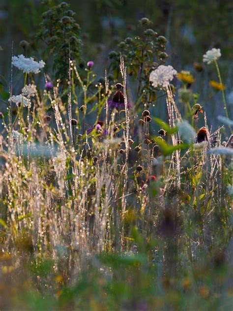 24+ Grassland Plants Adaptations | EyaadFahrhed