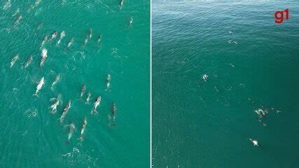 Grupo De Golfinhos D Show Na Barra Da Tijuca V Deo Rio De Janeiro G