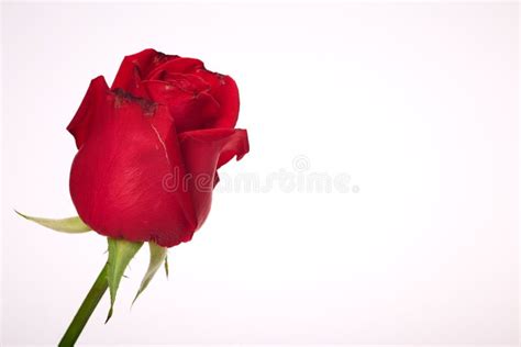 Single Beautiful Red Rose on White Stock Photo - Image of closeup ...