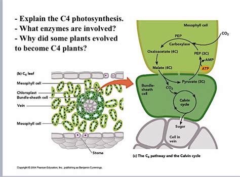 C3 Vs C4 Plants