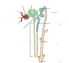 components of nephron and collecting duct Diagram | Quizlet