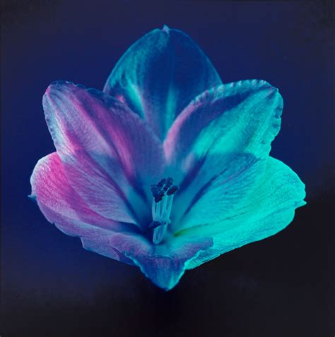 Robert Mapplethorpe Flower Images Best Flower Site