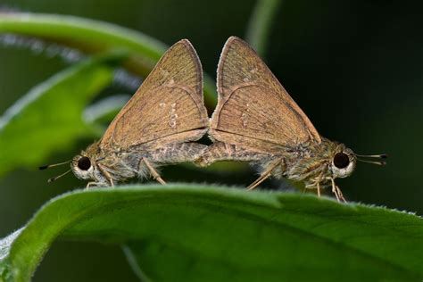 Skipper Butterfly Mating Smithsonian Photo Contest Smithsonian Magazine