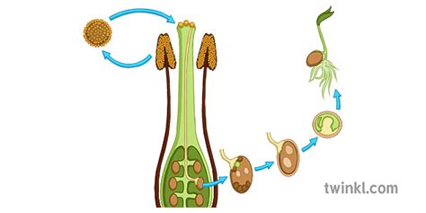 Plants Reproduction Illustration