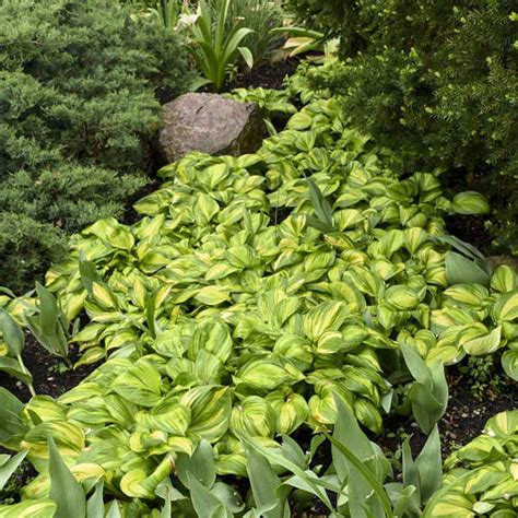 Hosta Rainbow's End - Sugar Creek Gardens