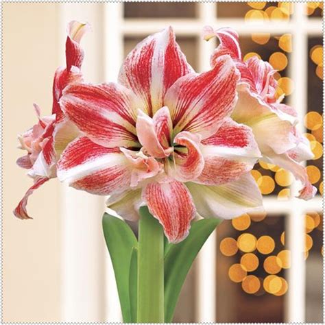 Amaryllis Bulbs Mix Amaryllis Bulbs For Planting Amaryllis Bulbs Bulk